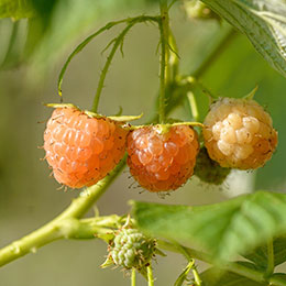 Frambueso naranja remontante